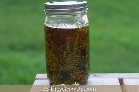 Infusing Honey, Goldenrod Tincture, Goldenrod Flower, Tinctures Recipes, Infused Honey, Tea Ingredients, Magickal Herbs, Herbal Tinctures, Golden Rod