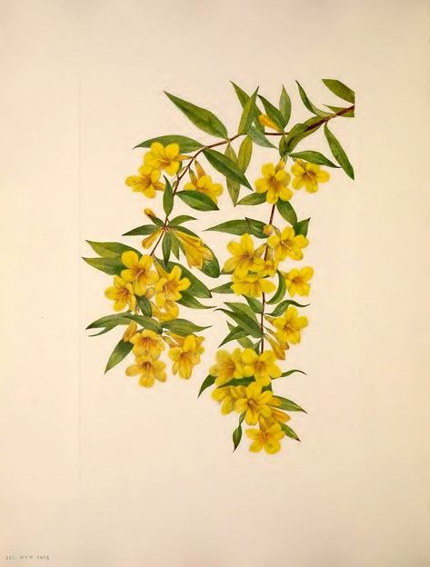 Gelsemium sempervirens Also known as yellow jessamine, yellow  jasmine, Carolina  jessamine, evening trumpetflower, gelsemium, and woodbine.[6]  Walcott, Mary Vaux, North American wild flowers, vol. 3: t. 220 (1925)  From the Swallowtail Garden Seeds collection of  botanical photographs and illustrations.   We hope you will enjoy these images as much as we do. Carolina Jessamine, Yellow Jessamine, Carolina Jasmine, Yellow Jasmine, Jasmine Flower, Bunch Of Flowers, Flower Illustration, Garden Seeds, Botany