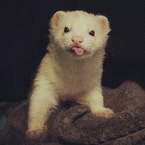 White Ferret, Baby Ferrets, Funny Ferrets, A Ferret, Pet Ferret, Cute Ferrets, Be Curious, Super Cute Animals, Silly Animals