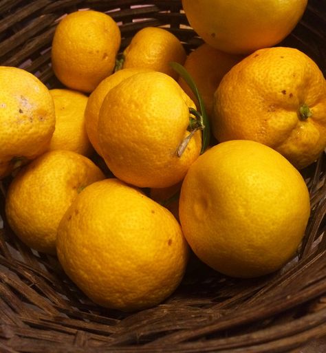 Yuzu, an East Asian citrus fruit ranging in color from a yellowish green to bright gold, is still not very well known in the United States… Canning Water, Bagel Cream Cheese, Soup Broth, Glass Measuring Cup, Japanese Recipes, Asian Soup, Yellowish Green, Recipes Dessert, Cooking Class