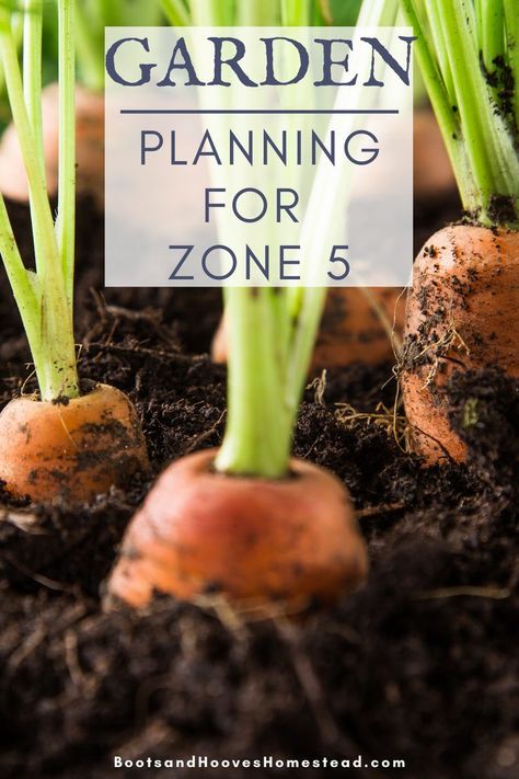 What To Plant When, Vegetable Planting Guide, Low Maintenance Garden Design, When To Plant Vegetables, Garden Layout Vegetable, Gardening Zones, Vegetable Garden Planning, Homestead Gardens, Zone 5