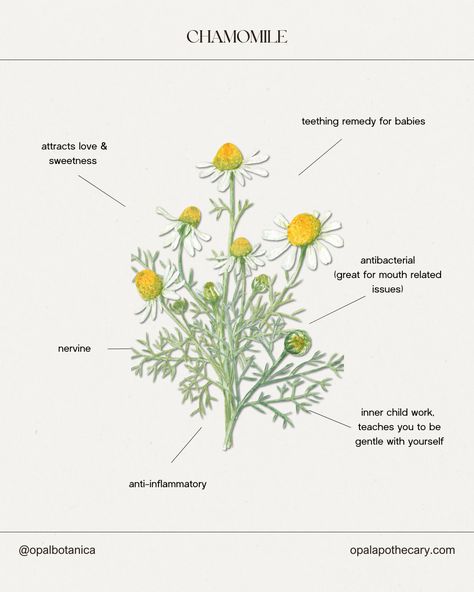 Chamomile has some amazing benefits for health and spirit that are not just for adults but babies, too. A huge benefit of chamomile is its relaxing property, known as a nervine. This relaxing property also helps with teething babies because it is also anti-inflammatory and antimicrobial. On the spiritual side of things, chamomile can help boost confidence and support your inner child. This plant is also said to help attract love and nurture sweetness. How sweet, right. Chamomile Benefits, Plant Knowledge, Chamomile Plant, Teething Babies, Teething Remedies, Herb Recipes, Attract Love, Boost Confidence, Be Gentle With Yourself