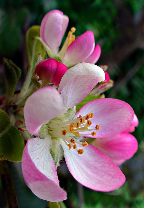 apple blossoms author korah ipeson Apple Blossom Flower, Apple Blossoms, Gardening Supplies, Apple Blossom, Flowering Trees, Exotic Flowers, Blossom Flower, Beautiful Blooms, Flowers Nature