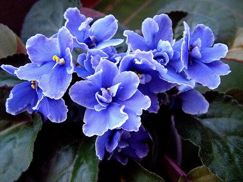 African Violet Queen - share a love of beauty by leaving flowers from my yard out for people to take or giving as gifts (Jinger Heath book) African Violets Plants, Violet Plant, Household Plants, Indoor Trees, Moth Orchid, Crassula Ovata, Moon Garden, Violet Flower, African Violets