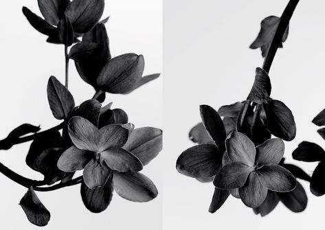 Black Flowers Aesthetic, Black And Grey Flowers, White And Black Aesthetic, Black White Aesthetic, Aesthetic Grey, Grey Aesthetic, Not Aesthetic, Black Theme, Themes Photo