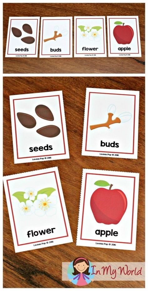 Fall Preschool Centers, Pumpkin Activities Preschool, Autumn Preschool, Preschool Apple Activities, Life Cycle Of A Pumpkin, Pumpkin Lessons, Pumpkins Preschool, Preschool Apple Theme, Fun Activities For Preschoolers