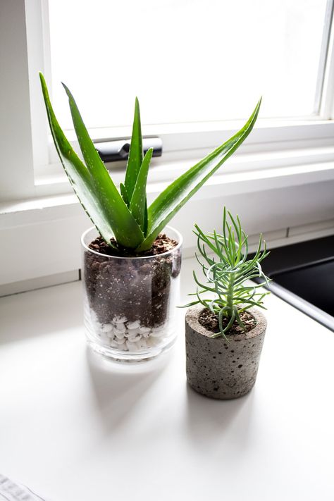 Aloe Vera Decor Ideas, Aloe Vera Plant Pot Ideas, Aloe Vera Indoor, Nadine Stay, Plant Display Ideas, Plant Succulents, Succulent Soil, Aloe Plant, Aloe Vera Plant