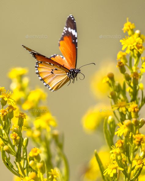 Flying butterfly Plain tiger between flowers Butterfly Images Photography, Flying Photography, Photo Papillon, Flying Butterfly, Beautiful Butterfly Photography, Animal Illustration Art, Butterfly Images, Butterfly Photos, Butterflies Flying