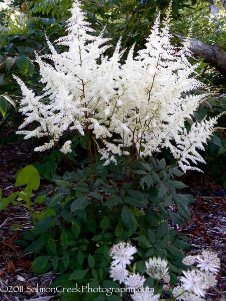 Astilbe Chinensis, False Spirea, Astilbe Flower, White Astilbe, Digging Dogs, White Flowers Garden, Dog Nursery, White Plants, Moon Garden