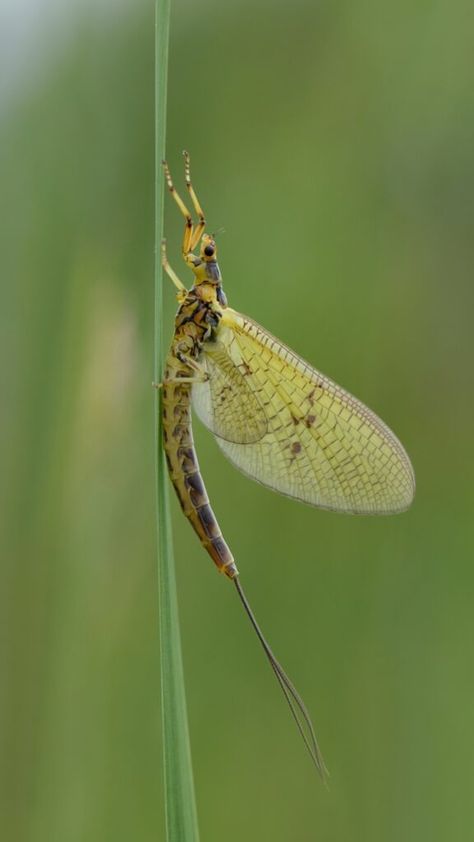 Discover the fascinating world of animals with the shortest lifespans! From tiny insects to unique aquatic creatures, explore the top 9 animals that live for just a fleeting moment in nature's grand timeline. #ShortLifespanAnimals #NatureFacts #AnimalLifeCycles #WildlifeWonder #IncredibleCreatures #Biology #NatureLovers #Educational #WildlifePhotography #AnimalFacts #ShortLives #AnimalKingdom #NaturalHistory #QuickLife #WildlifeExploration Mayfly Drawing, Fish Reference, Art Thoughts, Aquatic Insects, Animal Life Cycles, Caddis Flies, Michigan History, Trout Flies, Mayfly