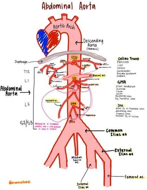 STUDY ANATOMY like a pro -includes circle of willis -dural venous sinus -venous system -abdominal aorta -heart -hepatic portal system AND MORE -9 PDFs for download after purchase Vascular Anatomy, Nursing School Studying Cheat Sheets, Diagnostic Medical Sonography, Medical School Life, Medicine Notes, Basic Anatomy And Physiology, Medicine Studies, Nurse Study Notes, Nursing Student Tips