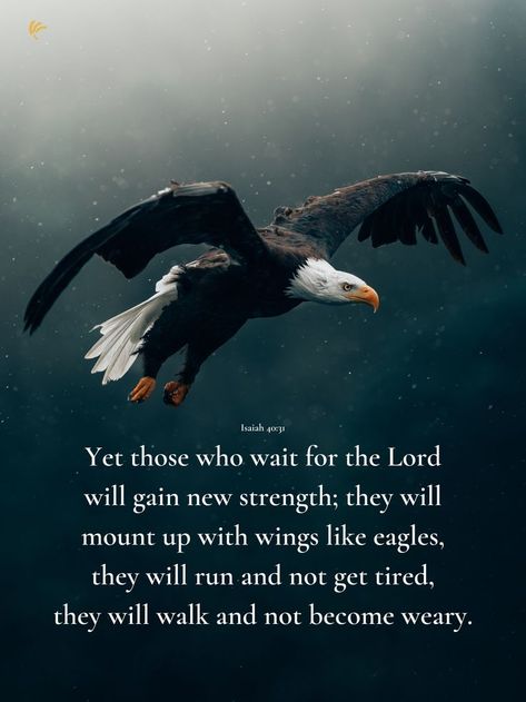 Wait For The Lord, Eagles Wings, Wings Like Eagles, Isaiah 40 31, Bible Verses Quotes Inspirational, American Patriot, Bible Verses Quotes, Scripture Verses, Bald Eagle