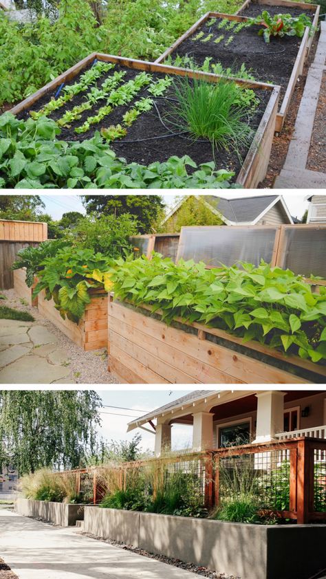 Check out our Mid Century Modern garden guide at Atomic-Ranch.com! Modern Vegetable Garden, Mcm Garden, Orange Flowering Plants, Southern Landscaping, Mid Century Modern Garden, Backyard Modern, Mid Century Garden, Mid Century Landscape, Vegetable Garden Ideas