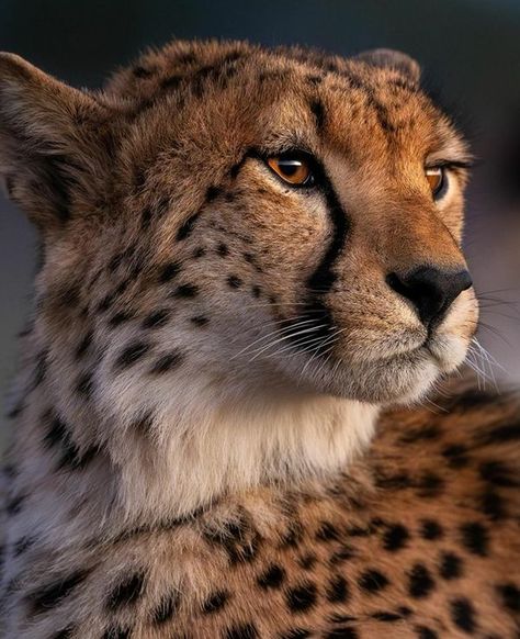 Cheetahs are Awesome and Gorgeous Animals Animals Cheetah, Cheetah Photos, African Cheetah, Sitting Cheetah, Angry Cheetah, Cheetah Sitting, Beautiful Cheetah Photography, Gorgeous Animals, Cheetahs