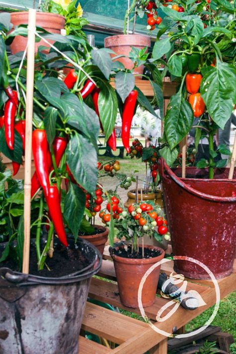 Jamaican Garden, Italy Cottage, Growing Chili Peppers, Chili Plant, Chili Pepper Plant, Pepper Garden, Growing Hot Pepper, Hydrangea Seeds, Growing Bell Peppers