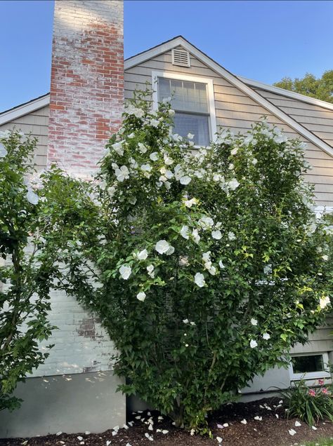 white Rose of sharon Rose Of Sharon Privacy Hedge, Pillar Rose Of Sharon, White Pillar Rose Of Sharon, The Rose Of Sharon Tattoo, White Rose Of Sharon, Rose Of Sharon Tree, Rose Of Sharon Bush, Rose Of Sharon Painting, Sharon White