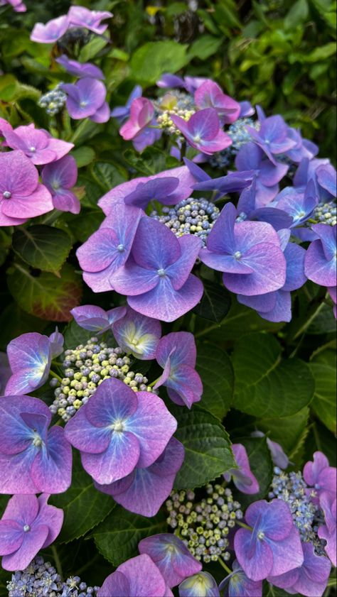 Lilac/blue hydrangeas. Ideal for a wallpaper xx Iphone Hydrangea Wallpaper, Climbing Hydrangea Wallpaper, Purple Hydrangea Wallpaper, Hydrangea Blue Aesthetic, Blue Aesthetic Hydrangea, A N Wallpaper, Blue Hydrangea, Hydrangea, Lilac