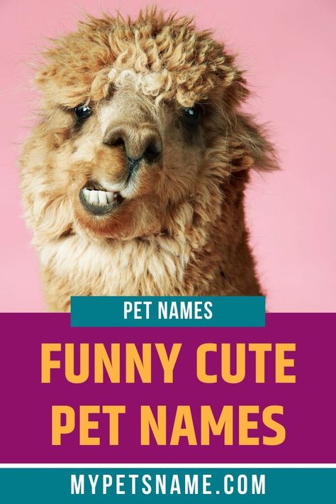 Our list of funny cute pet names cover a variety of different species and origins. If you’re looking for that extra special moniker for your animal, then look no further, we hope our list helps! #cutepetnames #funnycutepetnames #petnames Names For Pets, Funny Animal Names, Dogs Names List, Funny Dog Names, Cute Pet Names, Weird Names, Name Covers, Cute Name, Funny Names