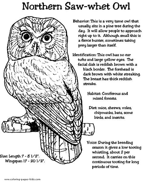 Northern Saw-whet Owl color page Pacific Northwest Owls, Barred Owl Drawing, Screech Owl Drawing, Barred Owls, Owl Facts, Eastern Screech Owl, Saw Whet Owl, Owl Kids, Owl Coloring Pages