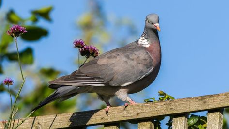 Get Rid Of Pigeons, Pigeon Deterrent, Best Pressure Washer, Bird Repellents, Bird Netting, Prayer For Protection, Real Homes, Diy Home Cleaning, Reflective Material