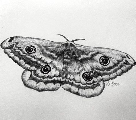 Detailed Moth Drawing, Realistic Moth Tattoo Design, Moth Sketch Tattoo, Fuzzy Moth Drawing, Realism Moth Tattoo, Moth Tattoo Realistic, Moth Sketches, Realism Flash, Moth Reference