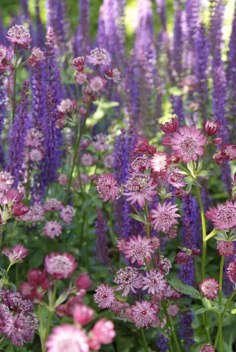 Romantic Gardens, Cottage Garden Design, Cottage Garden Plants, English Cottage Garden, Have Inspiration, Plant Combinations, Romantic Garden, Garden Borders, Perennial Garden