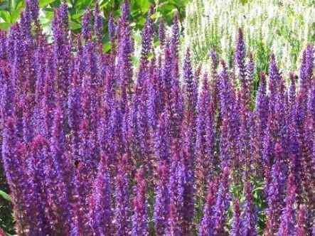 Salvia Violet Queen Online Plant Shop, Rose Companion Plants, Salvia Nemorosa, Plant Crafts, New Zealand Houses, Small Shrubs, Perennial Shrubs, Plant Shop, Buy Plants