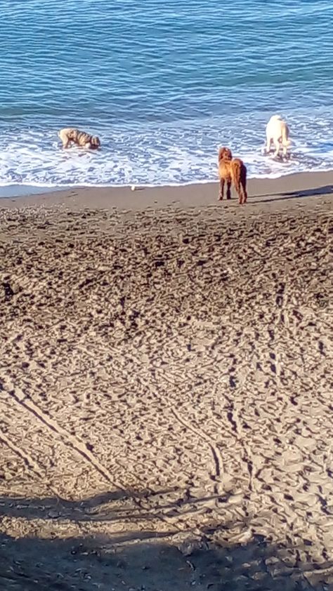 Chilche 😊😉🐕🐕🐕 esta mañana nos encontramos en la playa, a estos juguetones perritos ( estaban con su dueño ) Printed Rugs, Animal Print Rug, Beach Mat, Outdoor Blanket, Animal Print, Lifestyle, Animals