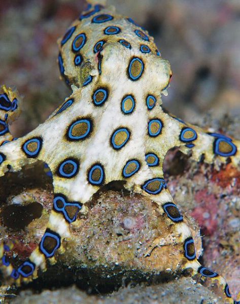 Blue Ring Octopus Blue Ring Octopus, Fauna Marina, Cele Mai Drăguțe Animale, Beautiful Sea Creatures, Underwater Creatures, Underwater Life, Blue Ring, Water Life, Ocean Creatures