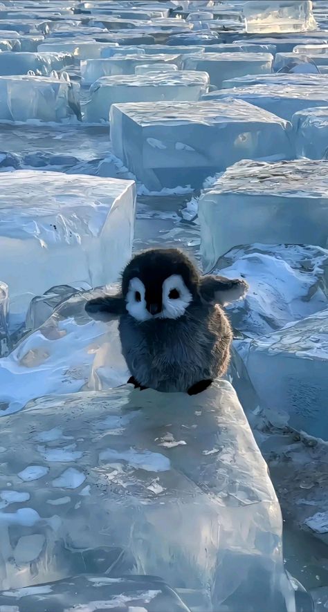 Penguin Wallpaper, Funny Tiktok, Cute Animals Images, Cute Penguins, Cute Animal Photos, Kawaii Wallpaper, Anime Scenery Wallpaper, Animal Wallpaper, Cute Creatures