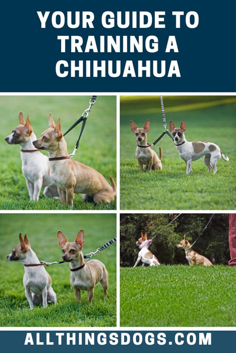 Pet Training Tips, Chihuahua Puppy Training, Pampered Dogs, Chihuahua Training, Chihuahua Breeds, Smartest Dog Breeds, Dog Breeding, Dog Remedies, Chihuahua Puppy