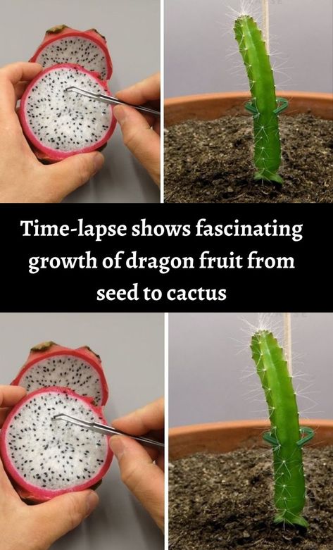 Growing Dragon Fruit, How To Grow Dragon Fruit, Dragon Fruit Tree, Dragon Fruit Cactus, Dragon Fruit Plant, Cactus House Plants, Vegetable Garden Diy, Plant Problems, Time Passing