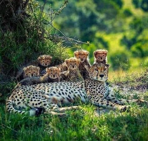 Cheetah With Cubs, National Geographic Wild, Cheetah Cub, Cheetah Cubs, Cheetahs, Wildlife Animals, Super Mom, Wild Life, Animals Of The World