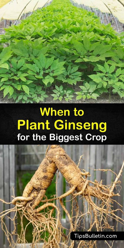 How To Grow Ginseng, Ginseng Growing, Growing Ginseng, Ginseng Plant, American Ginseng, Shade Loving Perennials, Medicinal Herbs Garden, Planting Guide, Edible Wild Plants