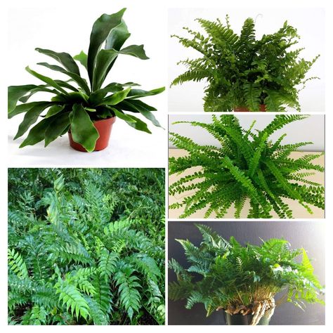 7 Types of Indoor Ferns with Pictures and Care Guides Lemon Button Fern, Holly Fern, Button Fern, Indoor Ferns, Moss Plant, Plant Pests, Bottle Garden, Powdery Mildew, Burgundy Flowers