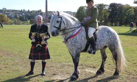 Highland Pony, All Horse Breeds, Equestrian Barns, Equestrian Events, Pony Club, English Riding, Scotland Uk, Horse Pattern, Horse World