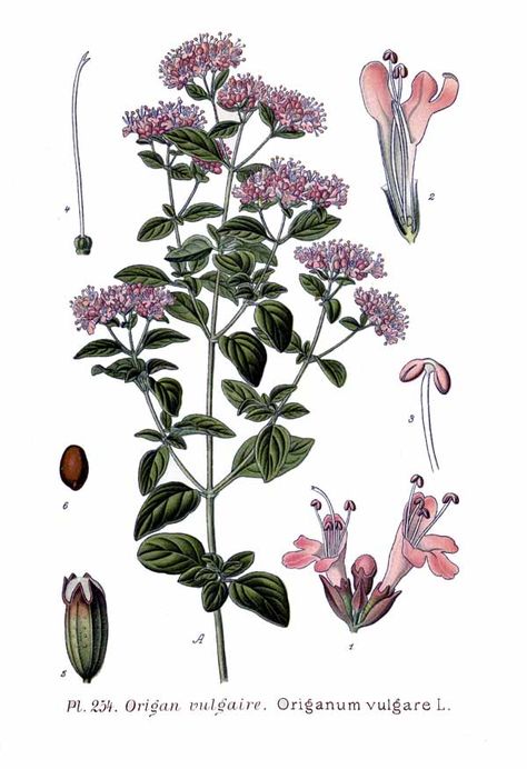 antique botanical print of oregano featuring parts of the herb Botanical Prints Free, Oregano Plant, Origanum Vulgare, Herb Art, Antique Botanical Print, Wood Planter Box, Home Garden Plants, Culinary Herbs, Scientific Illustration