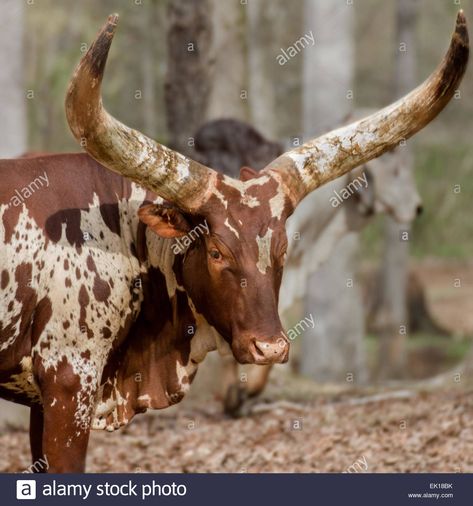 Ankole Cattle, Houston Zoo, Longhorn Cattle, Rift Valley, Grassy Field, Cattle Farming, Safari Park, Close Up Portraits, Image Vector