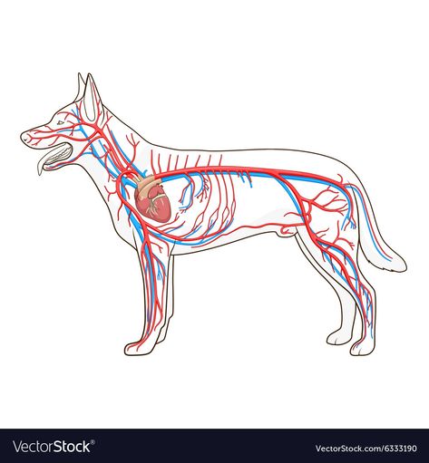 Dog Vector Illustration, Vascular System, Vet Tech Student, Med Vet, Veterinary Science, Dog Anatomy, Medication For Dogs, Dog Vector, Circulatory System