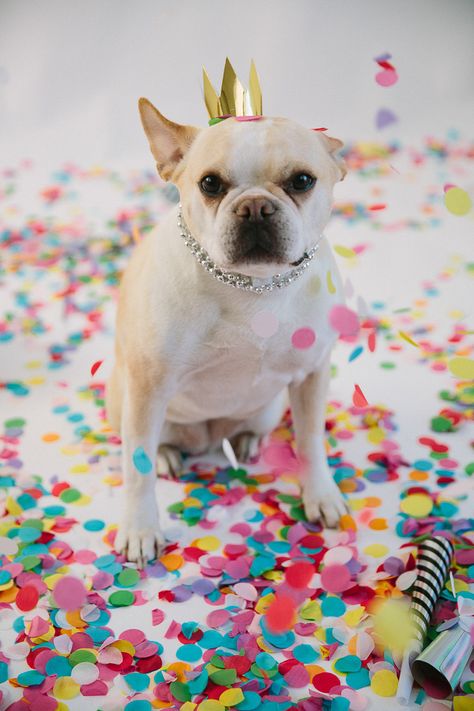 Dog Birthday Photoshoot, Eve Photoshoot, Photoshoot With Dog, Dog Family Pictures, Animal Photography Dogs, New Year Photoshoot, Freeport Maine, Puppy Photography, Dog Calendar