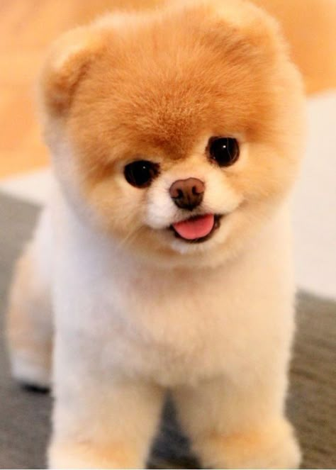 Spitz Puppy, Spitz Pomeranian, Cute Fluffy Puppies, Cute Fluffy Dogs, Cute Teacup Puppies, Cute Puppies And Kittens, Cute Small Dogs, Little Live Pets, Very Cute Puppies