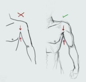 Chest-shoulder-arm proportions Drawing Hands, Drawing Eyes, Drawing Hair, Drawing Faces, Poses References, Anatomy Drawing, Ink Drawings, Digital Painting Tutorials, Body Drawing