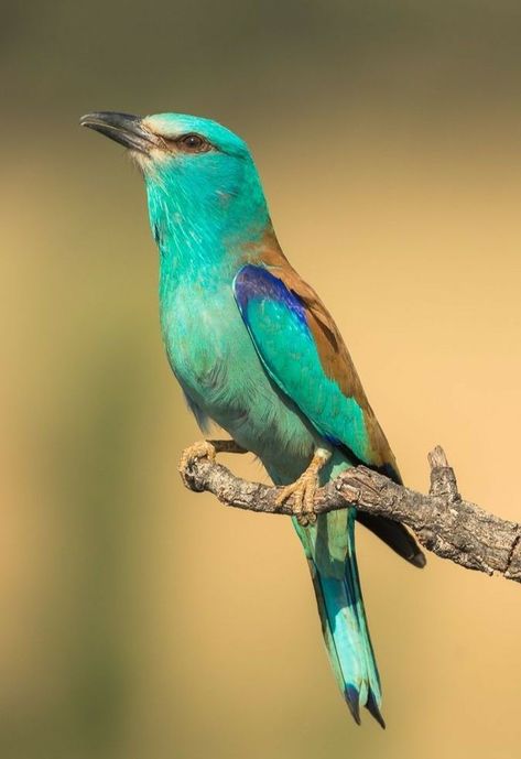 European Roller Bird, European Roller, Hank The Cowdog, Lilac Bush, Aerial Acrobatics, World Birds, Bird Quilt, Most Beautiful Birds, Green Bird