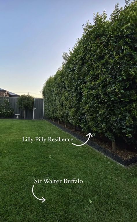 Lily Pilly, Front Door Landscaping, Brick Exterior House, Safe Haven, Exterior Brick, House Inspo, Hedges, Backyard Landscaping, House Exterior