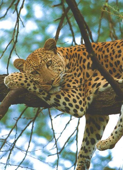 Leopard....feeling bored Regard Animal, African Wildlife, Large Cats, African Animals, Leopards, Animal Planet, Animal Photo, الرسومات اللطيفة, Beautiful Cats