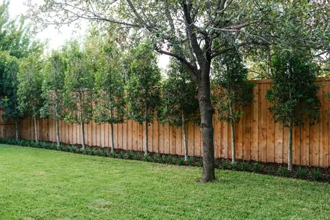 Trees Along Fence Backyards, Privacy Trees Along Fence, House Ideas Country, Elevated Patio, Green House Ideas, Privacy Landscaping Backyard, Privacy Fence Landscaping, Native Landscaping, Landscaping Along Fence