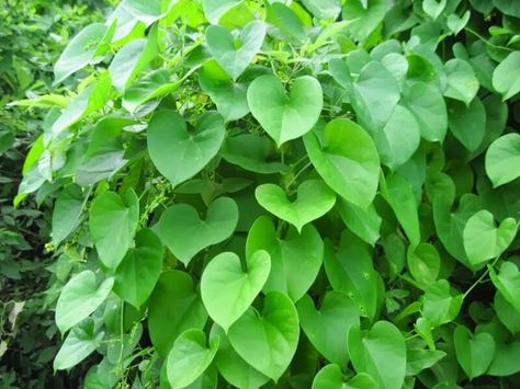 Ayurvedic Plants, Health Tonic, Herbal Plants, Herbs For Health, Ayurvedic Herbs, Ayurvedic Medicine, Summer Beauty, Medicinal Plants, Herbal Medicine