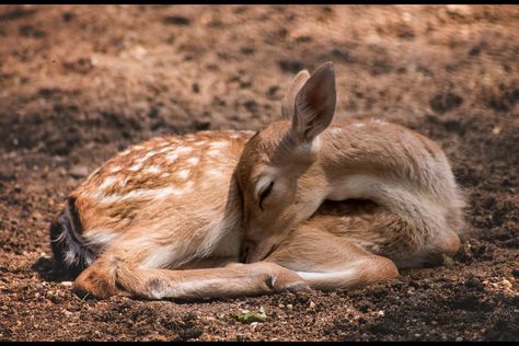 Fawn Sleeping, Deer Sleeping, Fawn Photography, Deer Skeleton, Sleeping Drawing, Long Painting, Fantasy Life, Animal Symbolism, Reptiles Pet