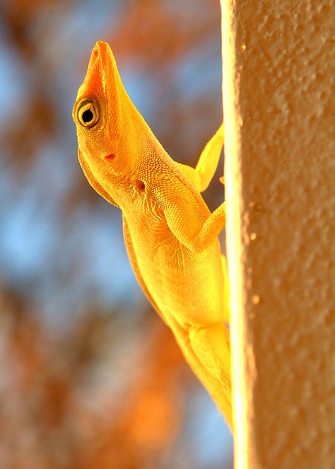 Yellow Lizard Yellow Lizard, Colorful Creatures, Special Animals, Chameleon Lizard, Yellow Sunshine, Yellow Animals, Salamanders, Reptile Snakes, Color Vibe