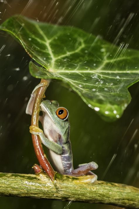 Come, share my umbrella ~ Rmsp Red Eyed Tree Frog, Frog Sitting, Funny Frogs, Tree Frog, A Frog, 웃긴 사진, Frog And Toad, Tree Frogs, Reptiles And Amphibians